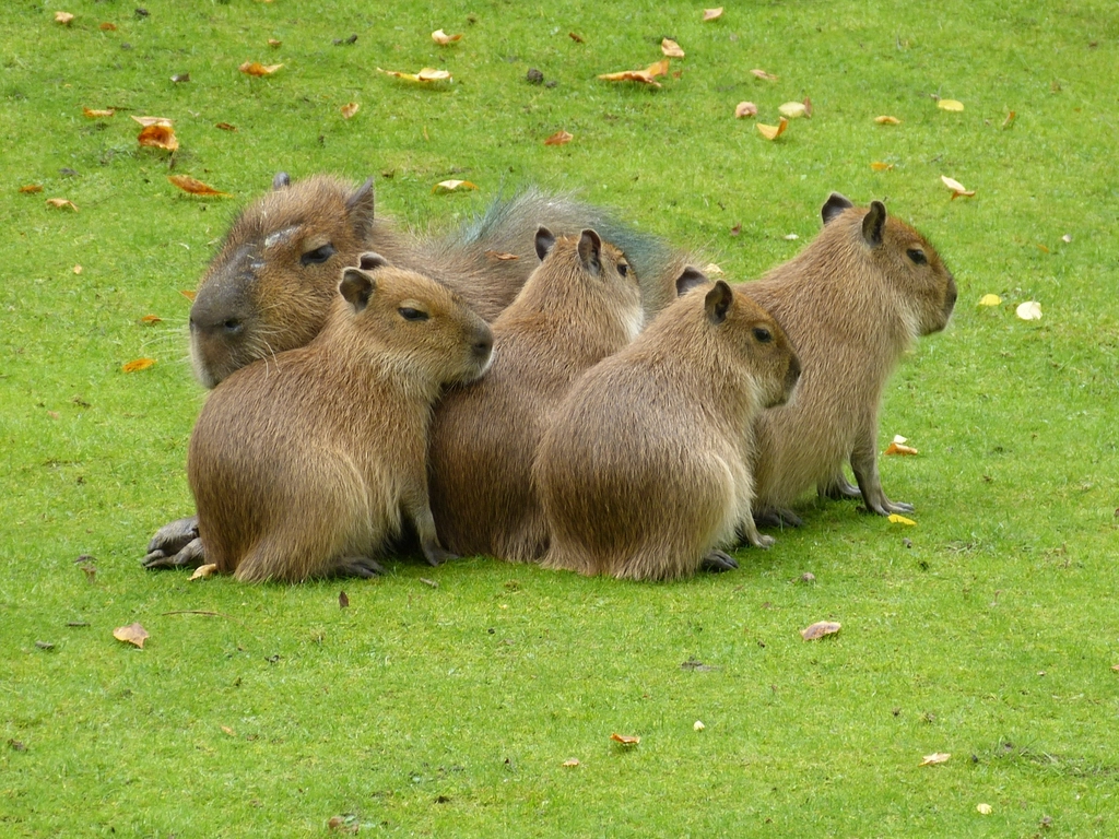 Cute capybara animal